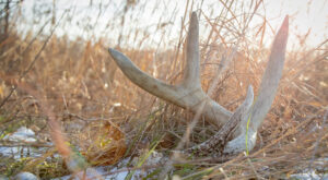 shed hunting