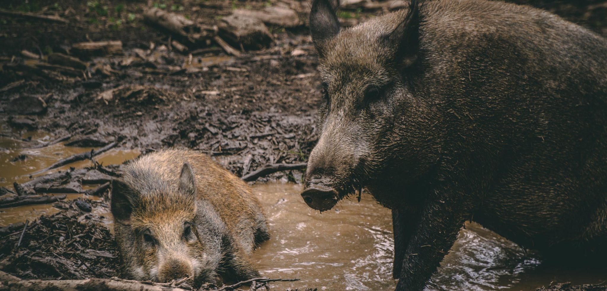 Hog Hunting in Texas Christensen Arms