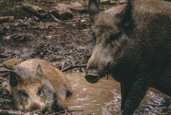 hog hunting in Texas