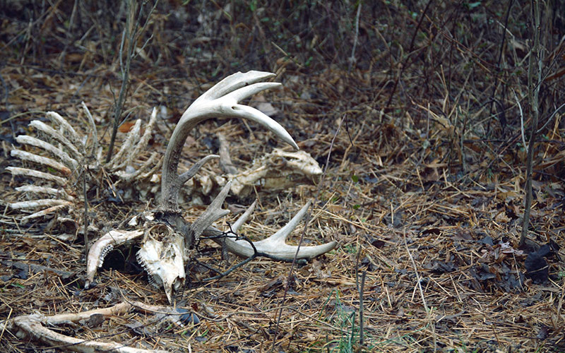 a dead head in the woods