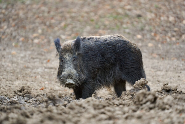 hog hunting in texas blog christensen arms