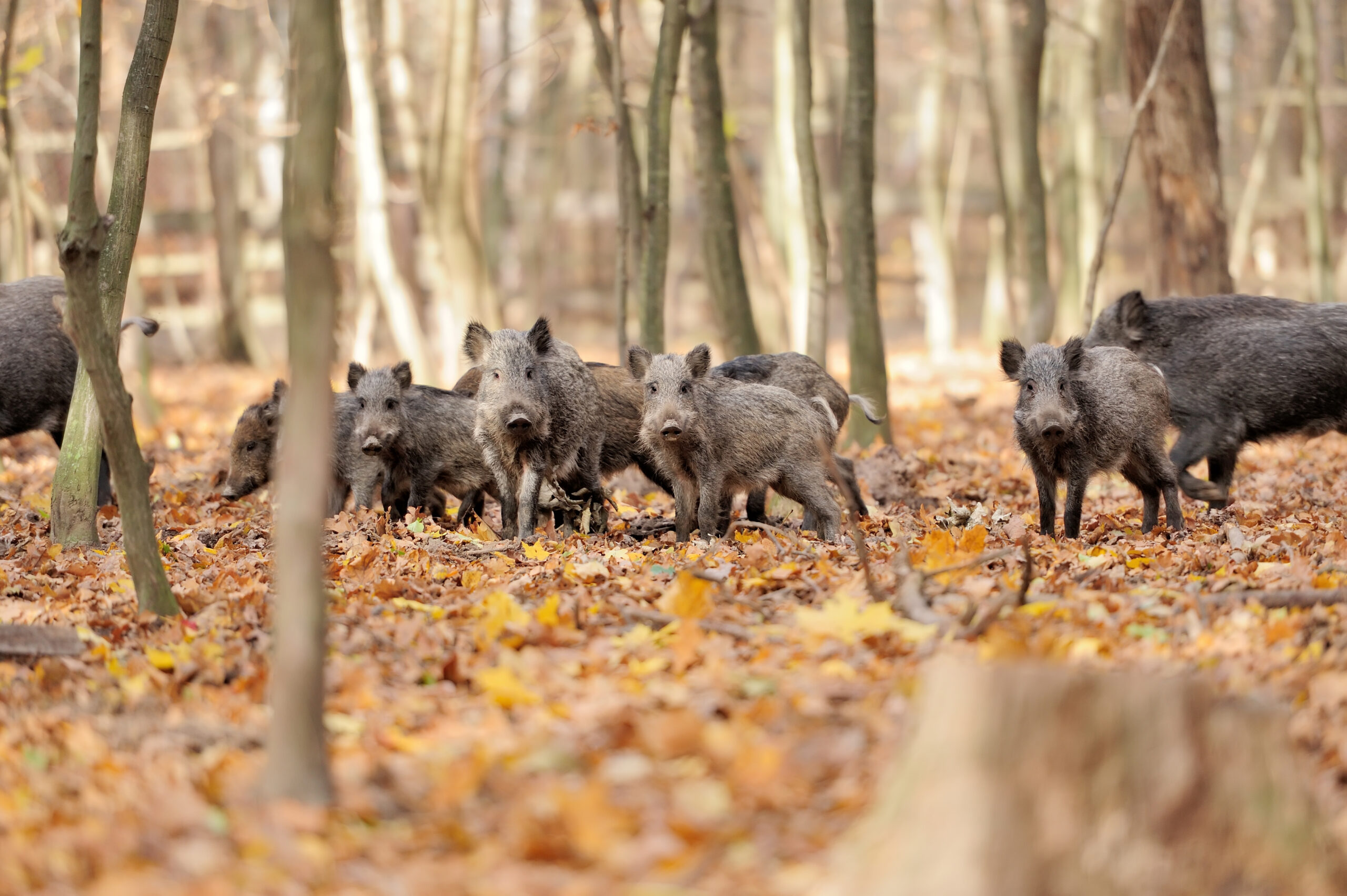hog hunting blog