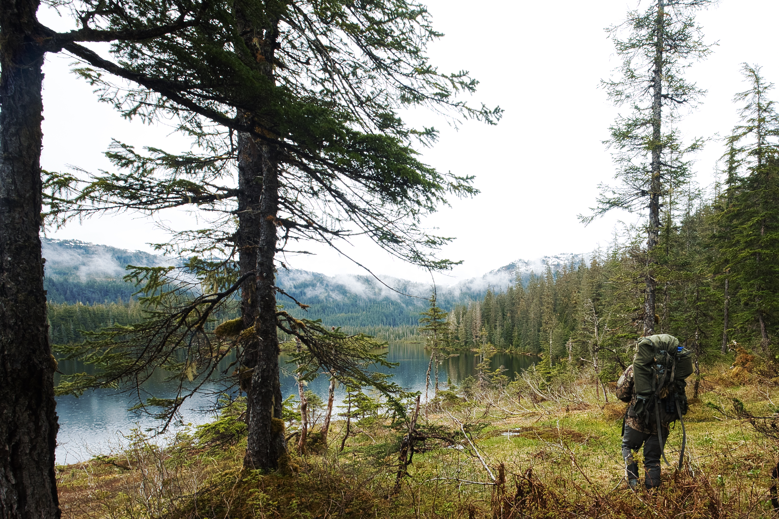 black bear hunt in alaska
